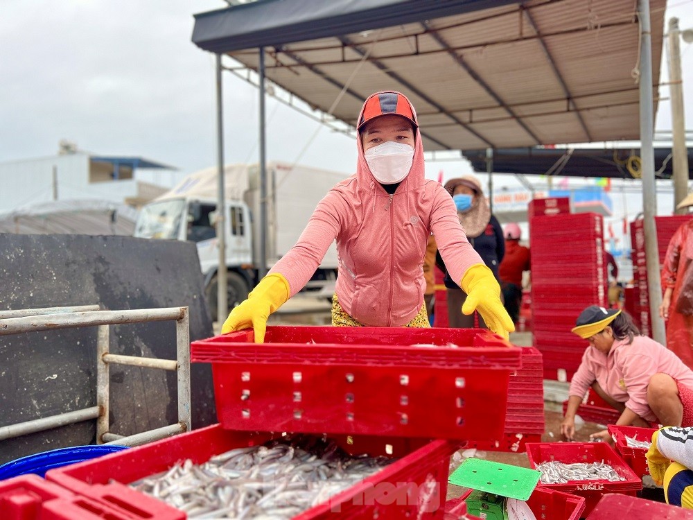 Một đêm ra khơi ngư dân Quảng Ngãi sắm được... 1 chỉ vàng - Ảnh 18.
