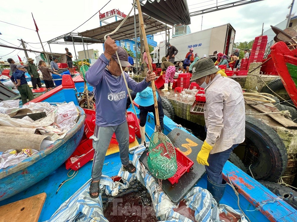 Một đêm ra khơi ngư dân Quảng Ngãi sắm được... 1 chỉ vàng - Ảnh 15.