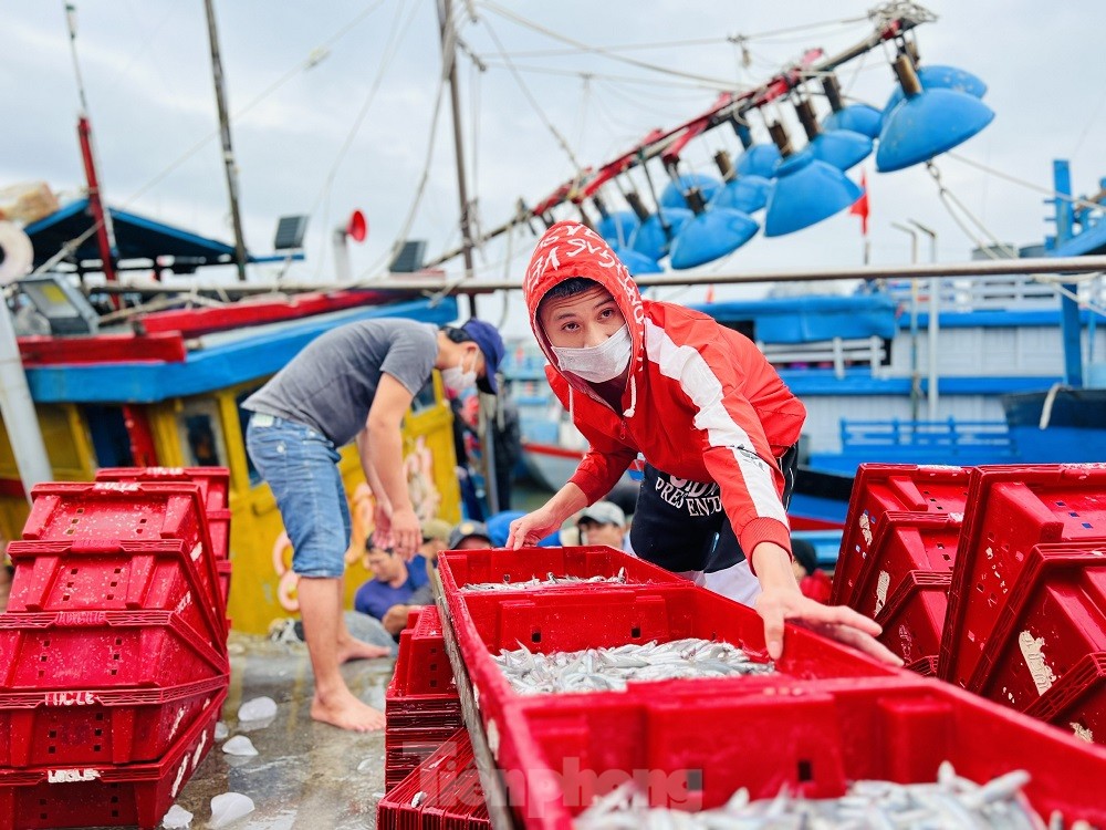 Một đêm ra khơi ngư dân Quảng Ngãi sắm được... 1 chỉ vàng - Ảnh 14.