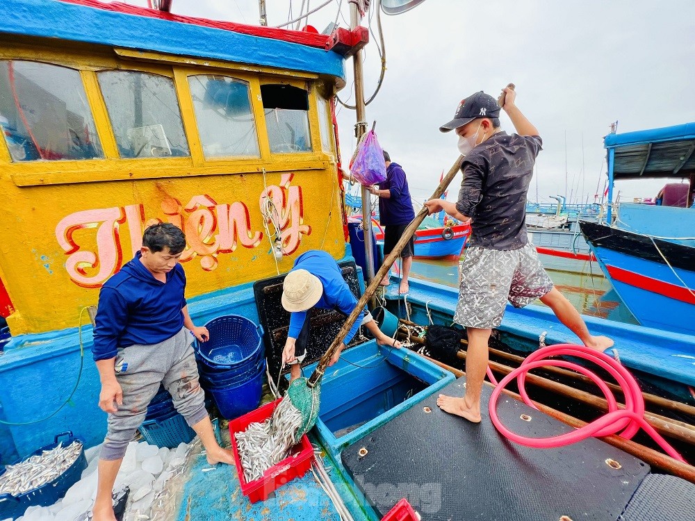 Một đêm ra khơi ngư dân Quảng Ngãi sắm được... 1 chỉ vàng - Ảnh 7.