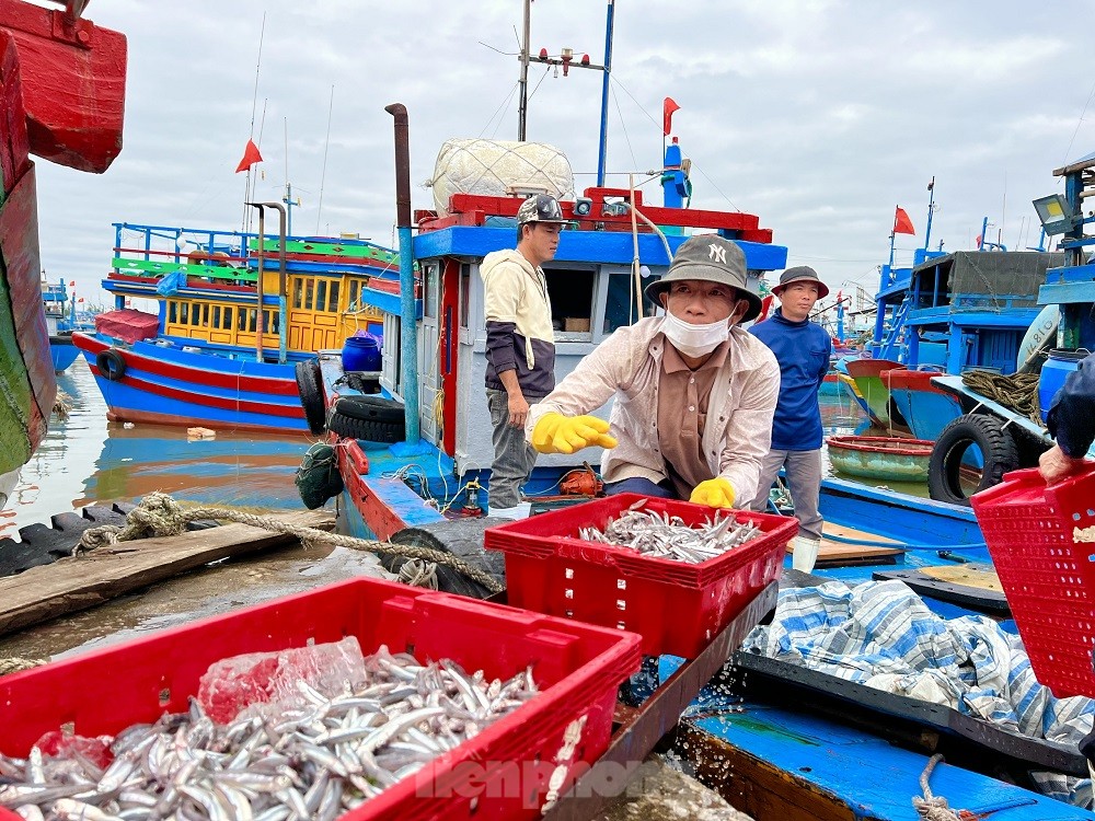 Một đêm ra khơi ngư dân Quảng Ngãi sắm được... 1 chỉ vàng - Ảnh 13.