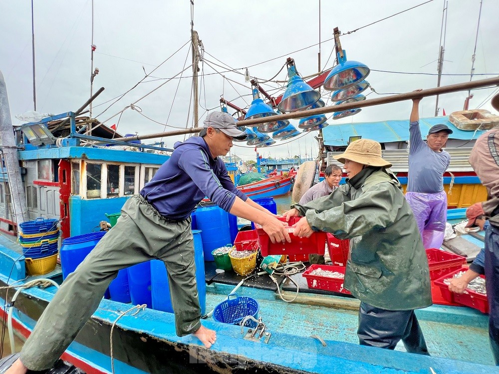 Một đêm ra khơi ngư dân Quảng Ngãi sắm được... 1 chỉ vàng - Ảnh 23.