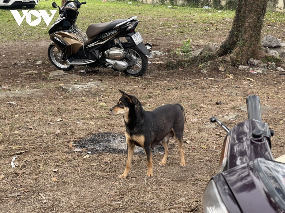 Tái diễn tình trạng chó thả rông không rọ mõm tại công viên Thống Nhất - Ảnh 11.