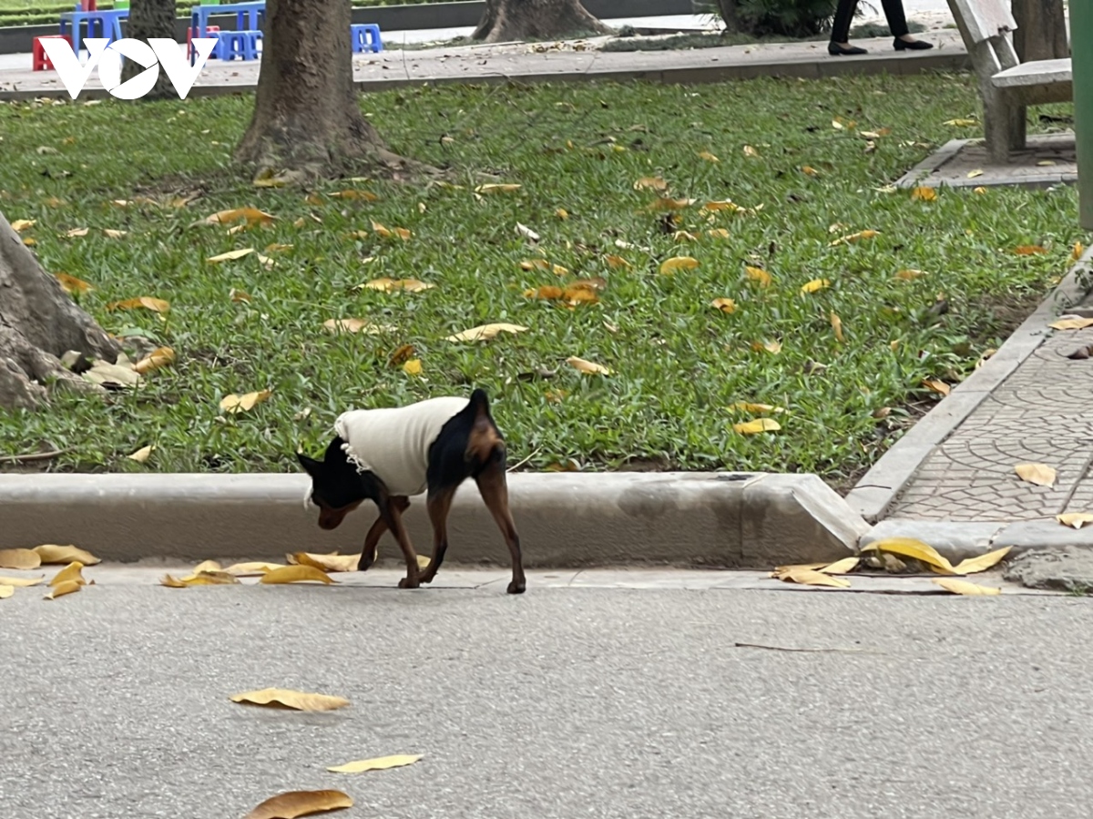 Tái diễn tình trạng chó thả rông không rọ mõm tại công viên Thống Nhất - Ảnh 9.