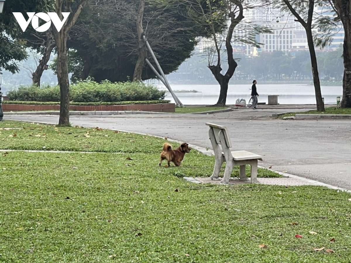 Tái diễn tình trạng chó thả rông không rọ mõm tại công viên Thống Nhất - Ảnh 8.