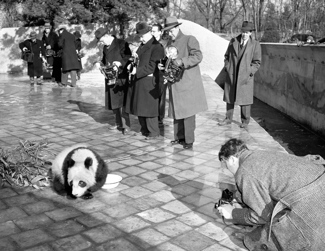 Cứu được gấu trúc khỏi tuyệt chủng, ta có vô tình làm hại những loài vật khác? - Ảnh 3.