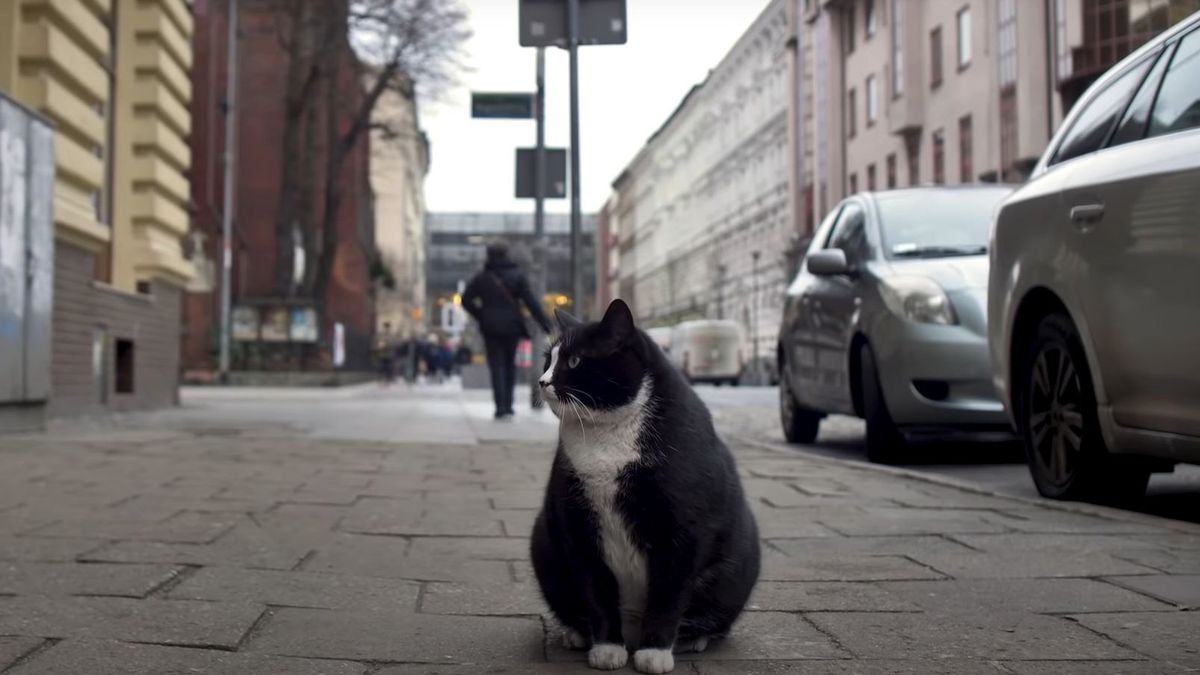 Chỉ ăn rồi lăn ra ngủ, chú mèo béo kéo cả ngàn du khách về cho thành phố, xếp hạng 5 sao trên Google - Ảnh 2.
