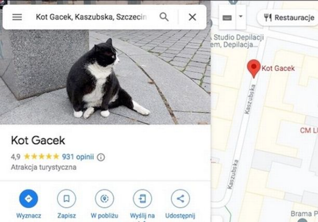 Chỉ ăn rồi lăn ra ngủ, chú mèo béo kéo cả ngàn du khách về cho thành phố, xếp hạng 5 sao trên Google - Ảnh 4. Chỉ ăn rồi lăn ra ngủ, chú mèo béo kéo cả ngàn du khách về cho thành phố, xếp hạng 5 sao trên Google - Ảnh 4.