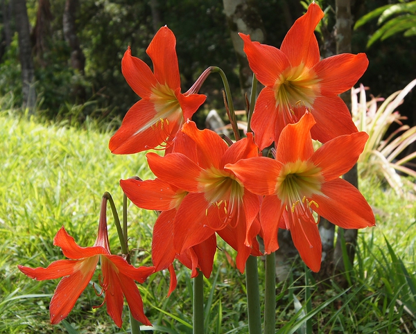 Đẹp nhưng độc: 6 loài hoa được trưng nhiều trong nhà hóa ra lại ẩn chứa nguy hiểm không ai ngờ - Ảnh 3.