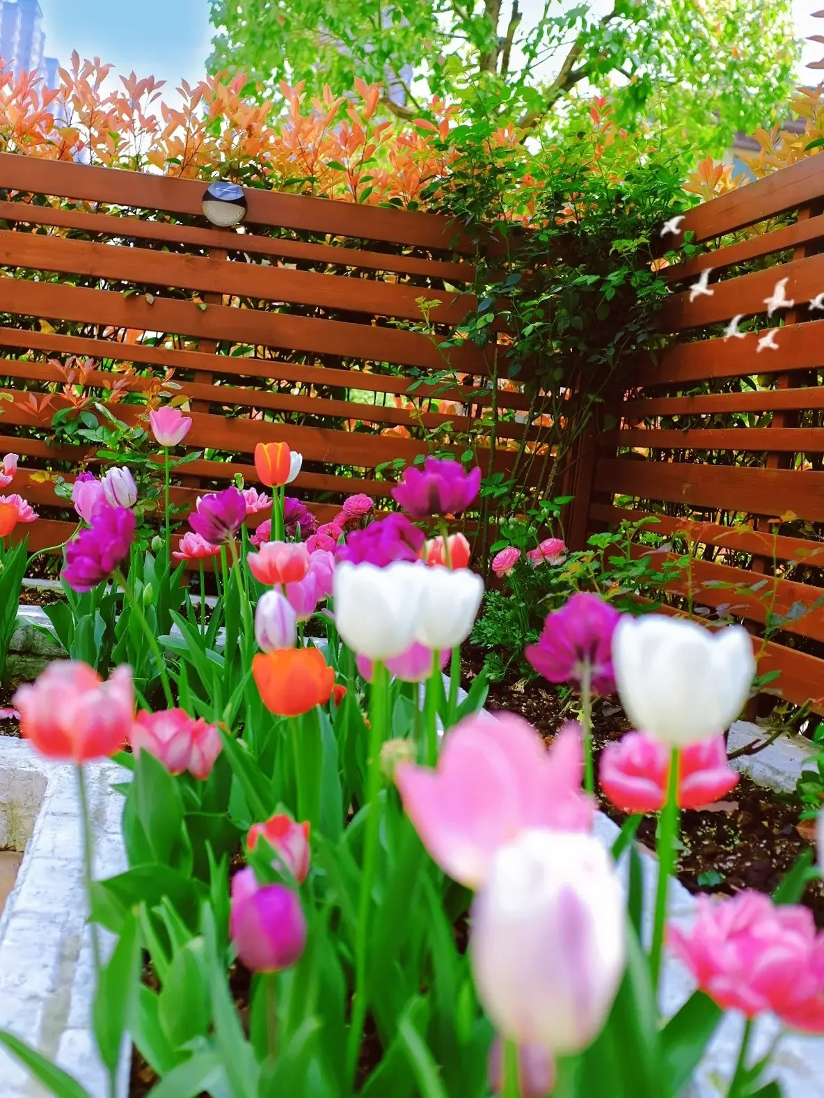 Khoe khu vườn 200 cây hoa tulip, cô gái nhận bão like từ công đồng mạng - Ảnh 6.