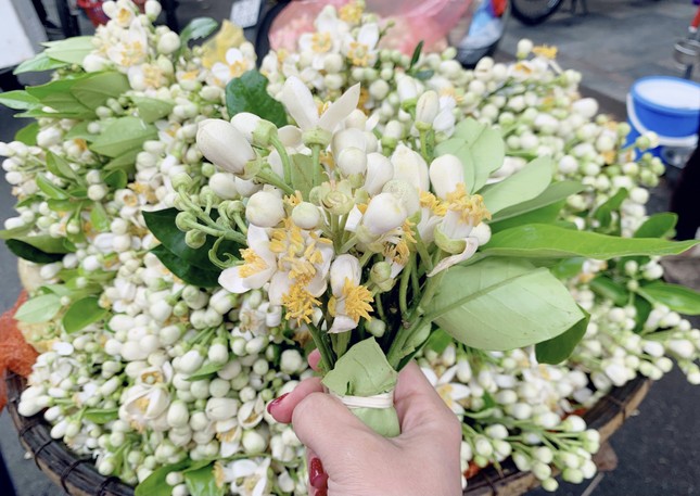 Hoa bưởi đầu mùa tỏa hương khắp phố Hà Nội, giá nửa triệu đồng/kg - Ảnh 3.