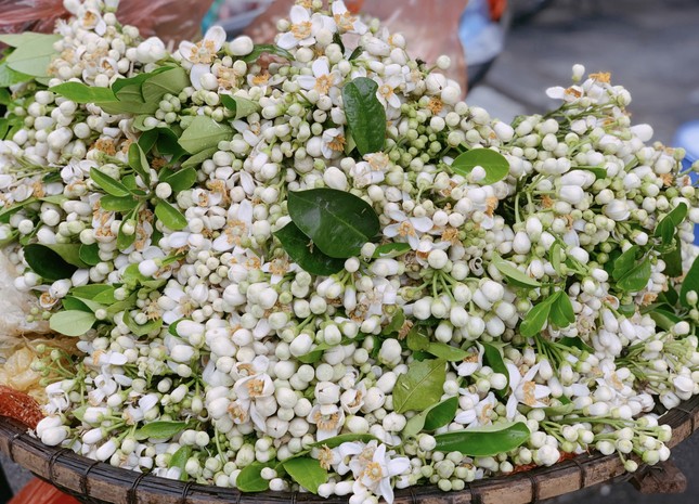 Hoa bưởi đầu mùa tỏa hương khắp phố Hà Nội, giá nửa triệu đồng/kg - Ảnh 2.