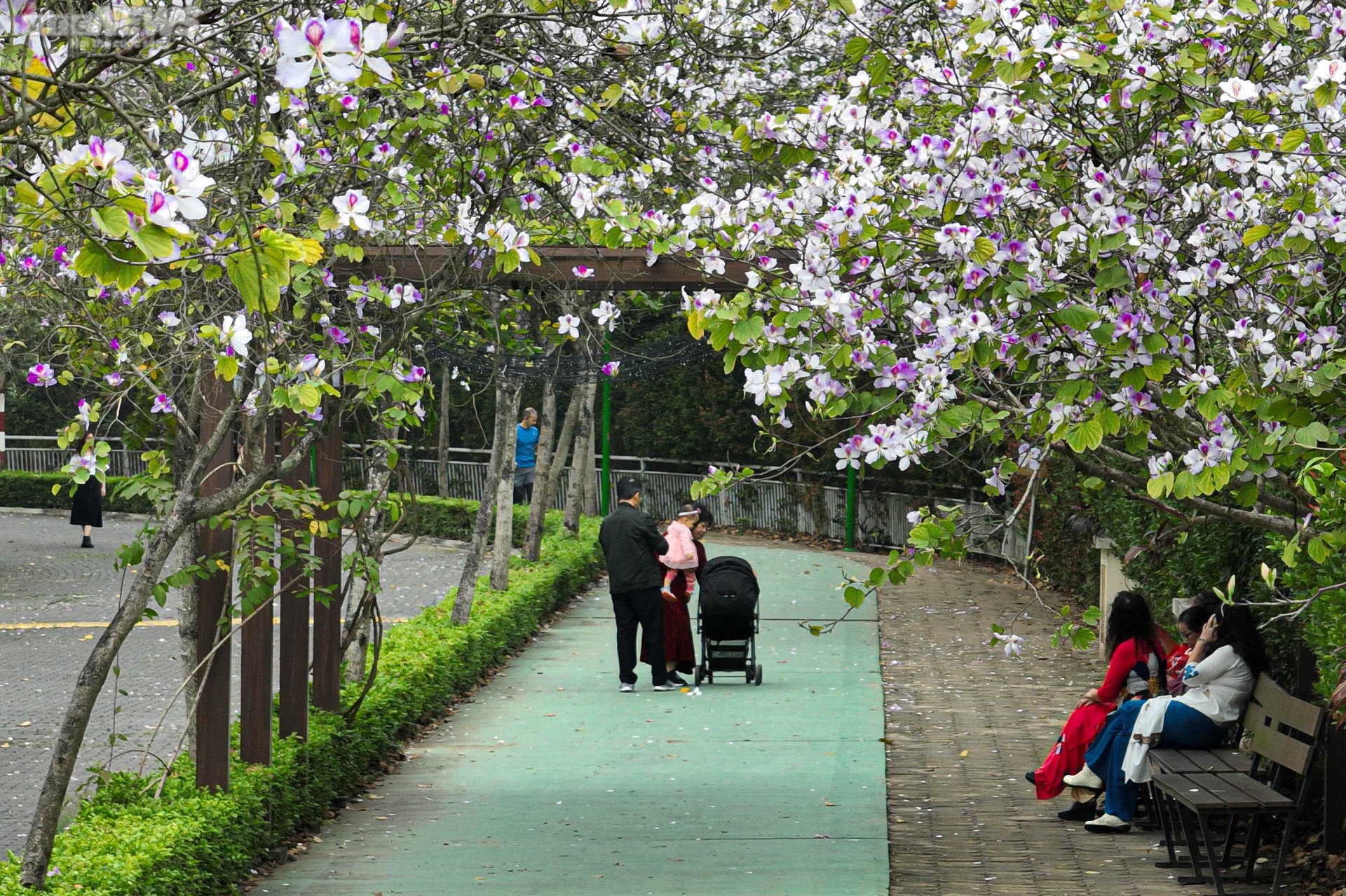 Du khách nước ngoài rủ nhau check-in con đường hoa ban đặc biệt ở Hà Nội - Ảnh 10.