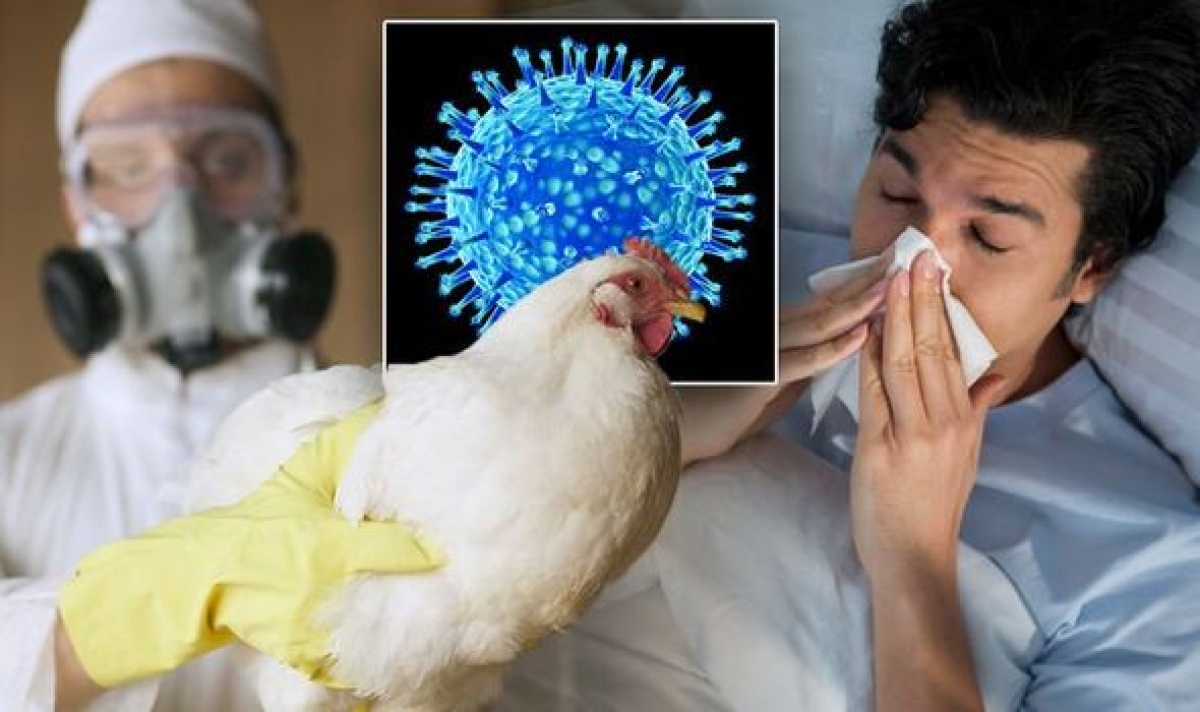 Mức độ nguy hiểm của cúm gia cầm H5N1 - Ảnh 1.