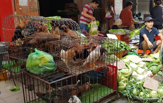 Gà, vịt bán đầy đường ở TPHCM, bất chấp dịch cúm gia cầm đe dọa - Ảnh 6. Gà, vịt bán đầy đường ở TPHCM, bất chấp dịch cúm gia cầm đe dọa - Ảnh 6.