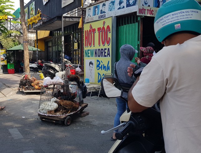 Gà, vịt bán đầy đường ở TPHCM, bất chấp dịch cúm gia cầm đe dọa - Ảnh 3. Gà, vịt bán đầy đường ở TPHCM, bất chấp dịch cúm gia cầm đe dọa - Ảnh 3.