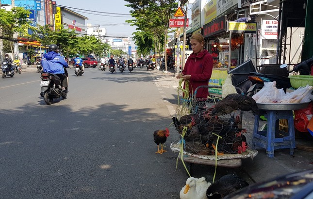 Gà, vịt bán đầy đường ở TPHCM, bất chấp dịch cúm gia cầm đe dọa - Ảnh 2. Gà, vịt bán đầy đường ở TPHCM, bất chấp dịch cúm gia cầm đe dọa - Ảnh 2.