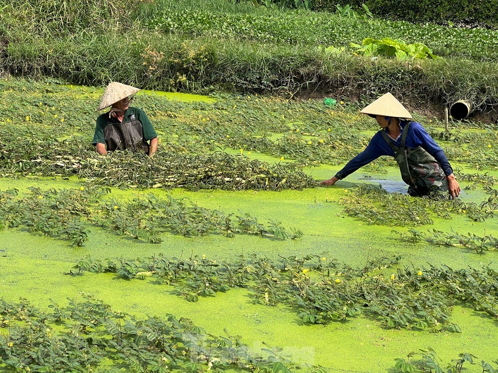 Bất ngờ với đồng lúa, đàn trâu... giữa những khu đất 'kim cương' ở TPHCM - Ảnh 1.