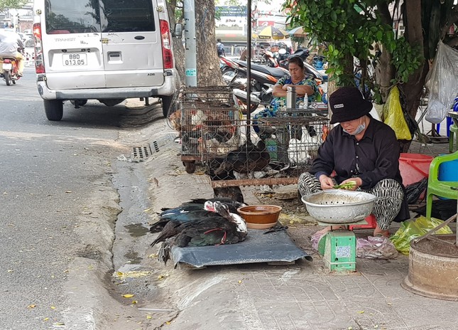 Gà, vịt bán đầy đường ở TPHCM, bất chấp dịch cúm gia cầm đe dọa - Ảnh 7. Gà, vịt bán đầy đường ở TPHCM, bất chấp dịch cúm gia cầm đe dọa - Ảnh 7.