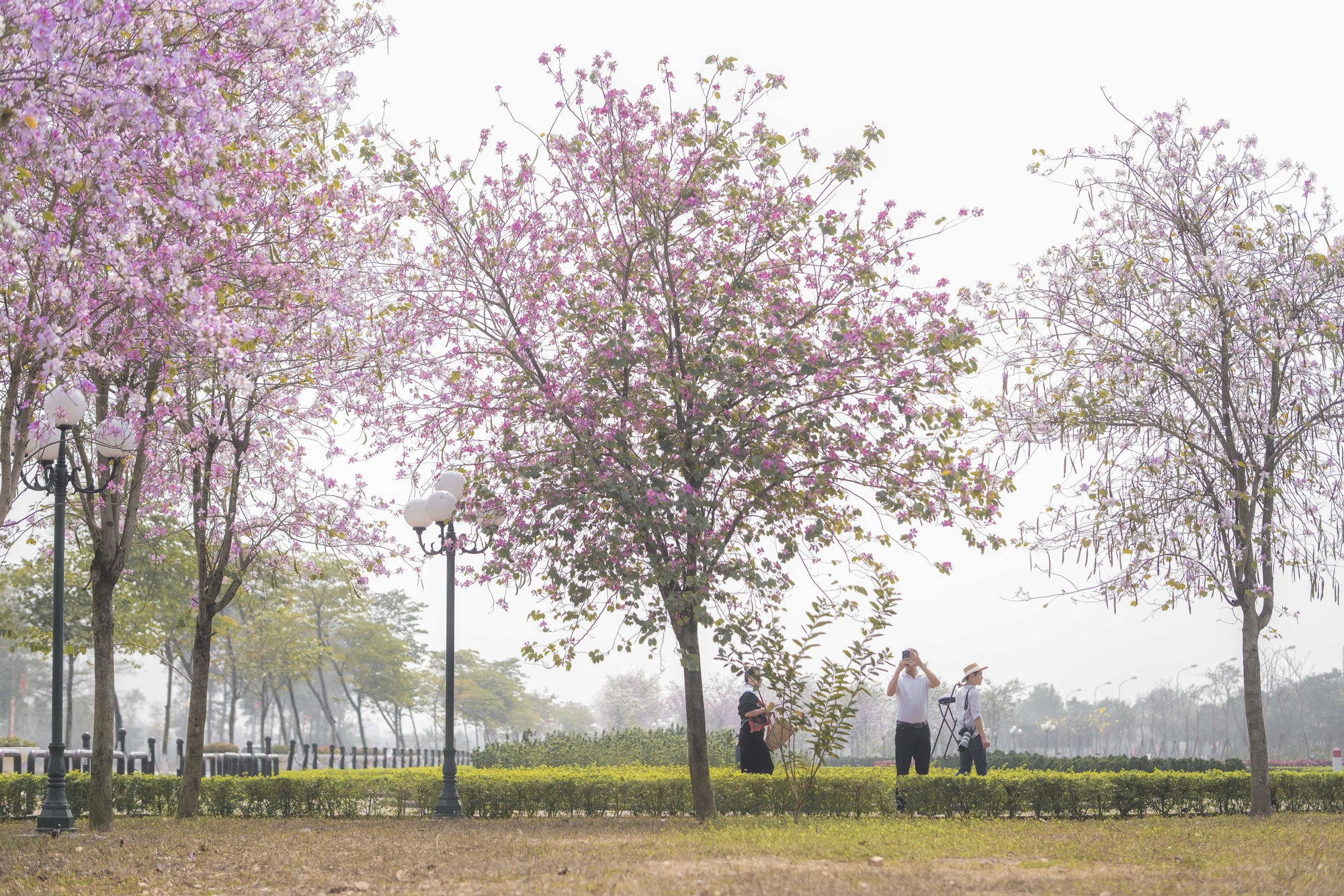 Hà Nội: Không thua kém đường Hoàng Diệu, con đường hoa ban tím ở Mê Linh cũng gây sốt rần rần - Ảnh 7.