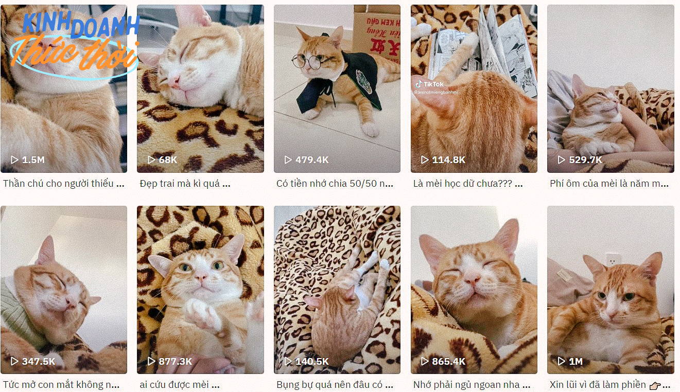 Những chú mèo Việt Nam thành “nghệ sĩ không chuyên”, mỗi ngày đi làm một phút mà giúp chủ kiếm bộn tiền - Ảnh 4.