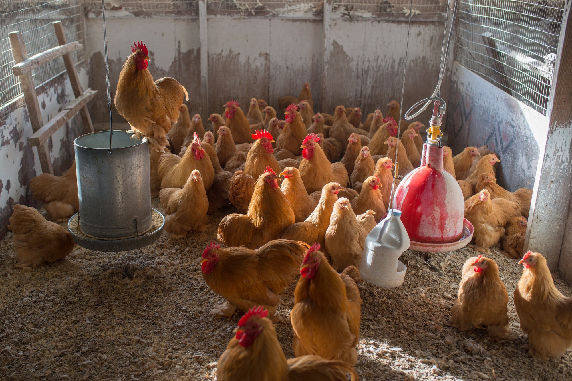 Người dân Mỹ đau đầu vì giá trứng tăng 'như tên lửa' lên gấp đôi sau một năm, phong trào nuôi gà 'tự cung tự cấp' nở rộ - Ảnh 2.