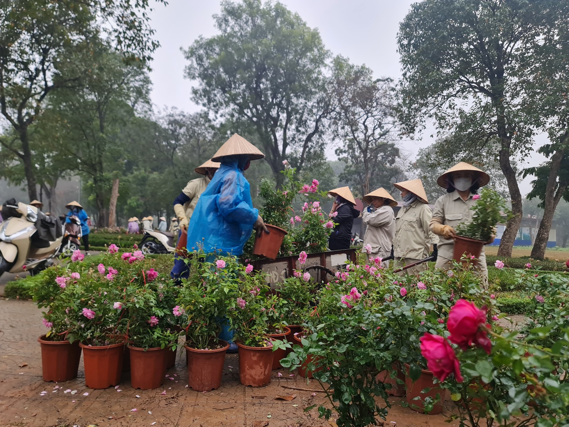 Hơn 10.000 cây hoa hồng thay rào sắt tại công viên Thống Nhất - Ảnh 2. Hơn 10.000 cây hoa hồng thay rào sắt tại công viên Thống Nhất - Ảnh 2.