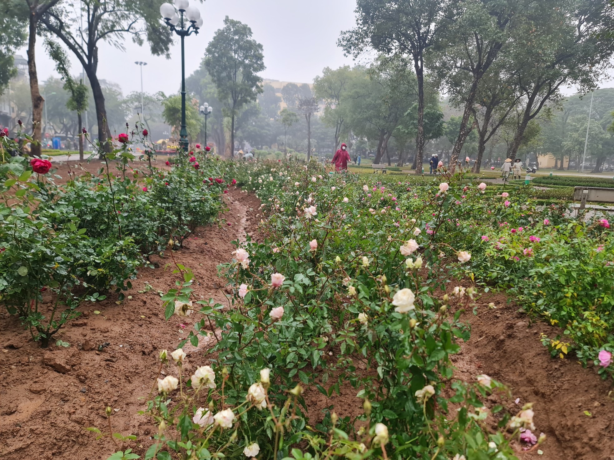 Hơn 10.000 cây hoa hồng thay rào sắt tại công viên Thống Nhất - Ảnh 11. Hơn 10.000 cây hoa hồng thay rào sắt tại công viên Thống Nhất - Ảnh 11.