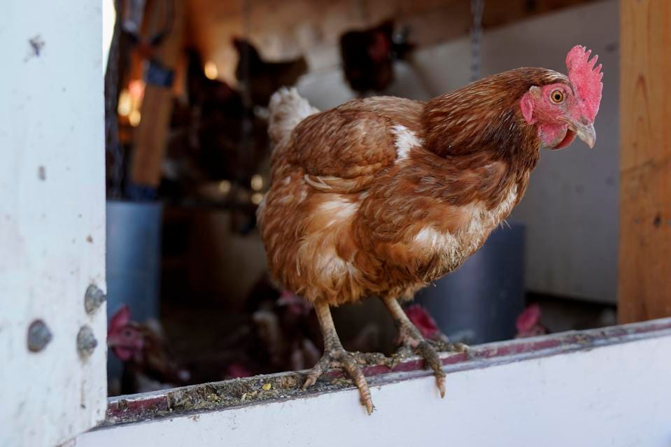 Người dân Mỹ đau đầu vì giá trứng tăng 'như tên lửa' lên gấp đôi sau một năm, phong trào nuôi gà 'tự cung tự cấp' nở rộ - Ảnh 3.