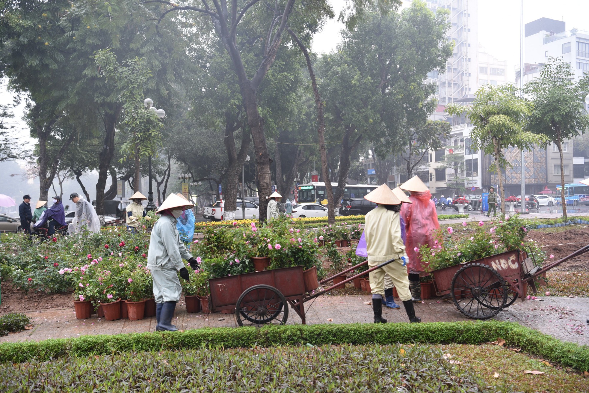 Hơn 10.000 cây hoa hồng thay rào sắt tại công viên Thống Nhất - Ảnh 1. Hơn 10.000 cây hoa hồng thay rào sắt tại công viên Thống Nhất - Ảnh 1.