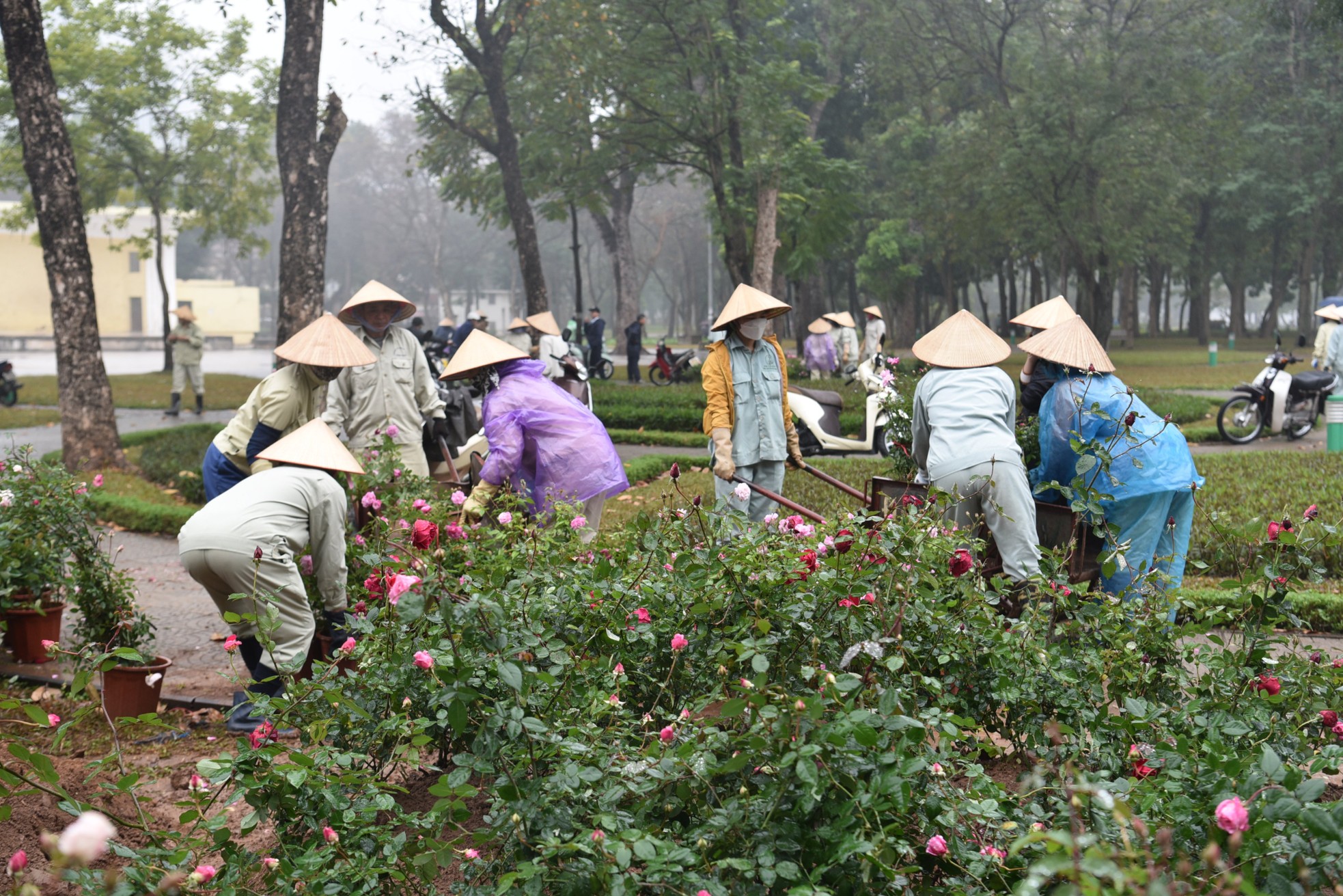 Hơn 10.000 cây hoa hồng thay rào sắt tại công viên Thống Nhất - Ảnh 5. Hơn 10.000 cây hoa hồng thay rào sắt tại công viên Thống Nhất - Ảnh 5.