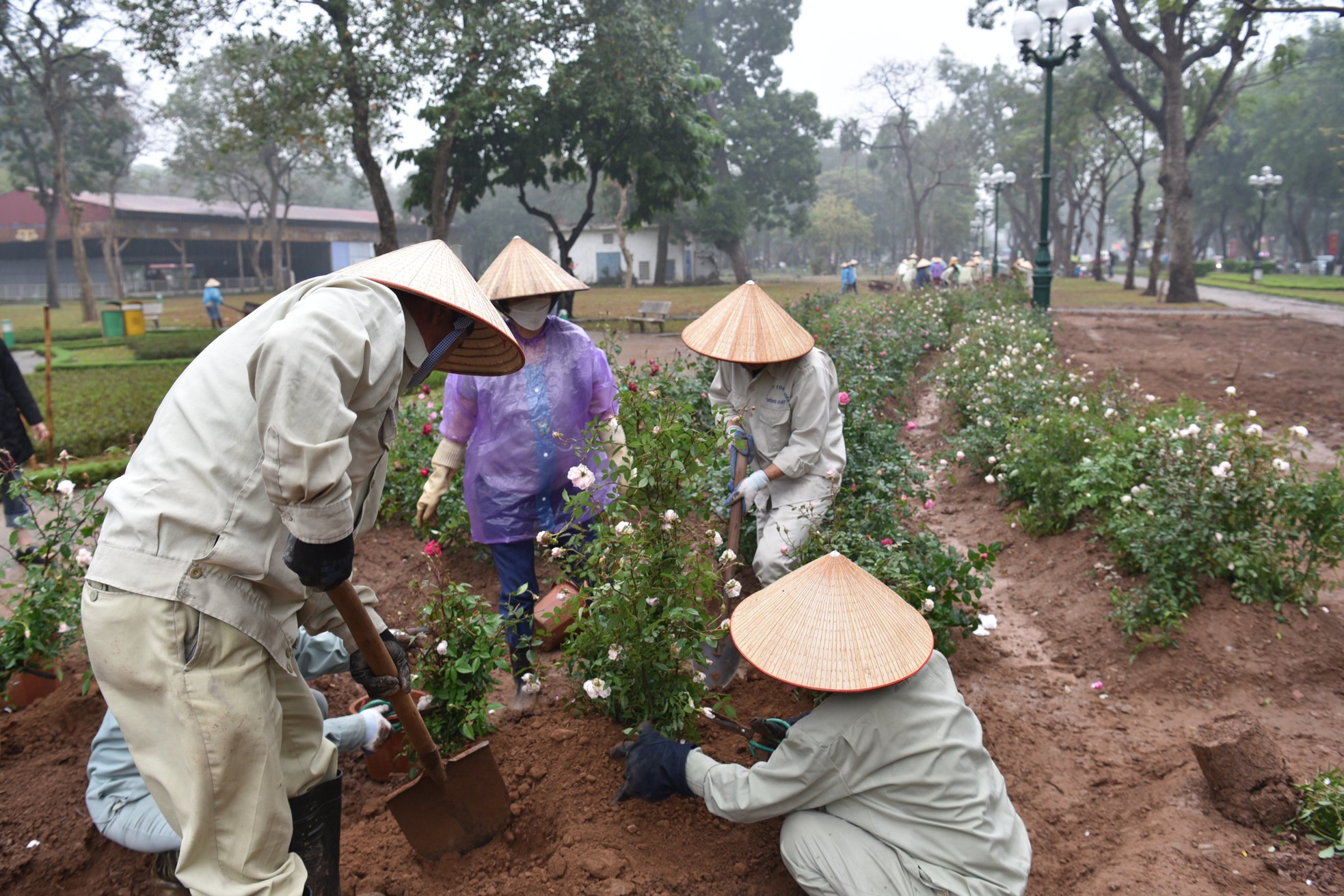 Hơn 10.000 cây hoa hồng thay rào sắt tại công viên Thống Nhất - Ảnh 9. Hơn 10.000 cây hoa hồng thay rào sắt tại công viên Thống Nhất - Ảnh 9.