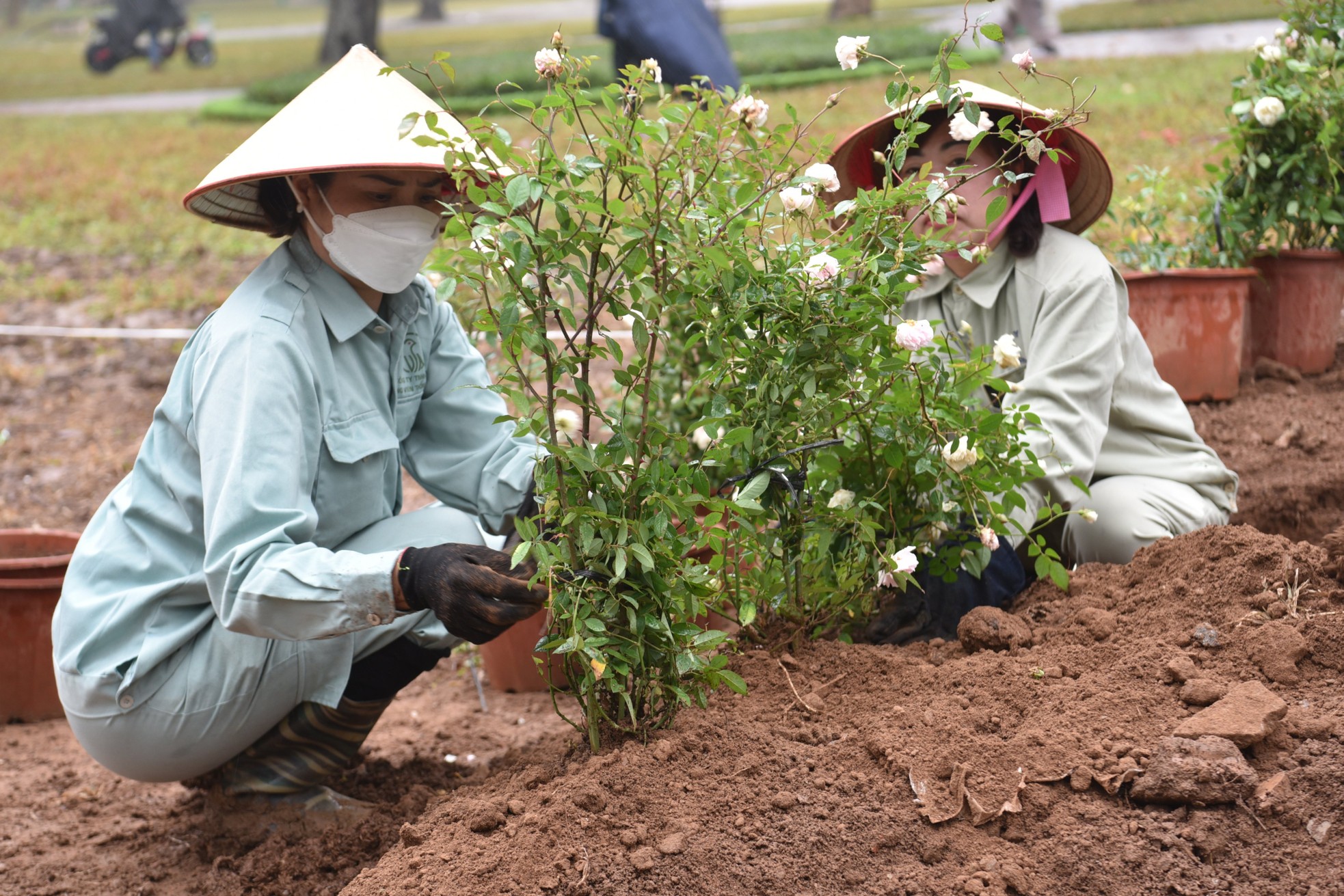 Hơn 10.000 cây hoa hồng thay rào sắt tại công viên Thống Nhất - Ảnh 8. Hơn 10.000 cây hoa hồng thay rào sắt tại công viên Thống Nhất - Ảnh 8.
