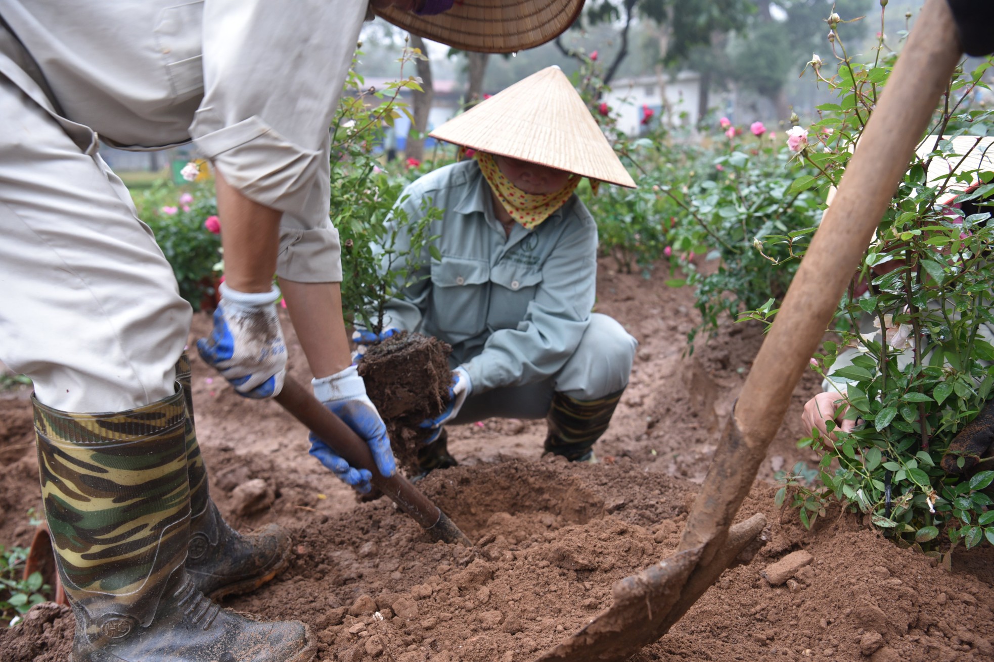 Hơn 10.000 cây hoa hồng thay rào sắt tại công viên Thống Nhất - Ảnh 7. Hơn 10.000 cây hoa hồng thay rào sắt tại công viên Thống Nhất - Ảnh 7.