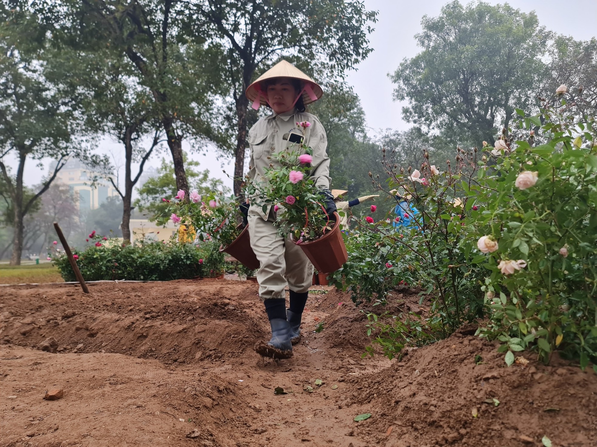 Hơn 10.000 cây hoa hồng thay rào sắt tại công viên Thống Nhất - Ảnh 6. Hơn 10.000 cây hoa hồng thay rào sắt tại công viên Thống Nhất - Ảnh 6.