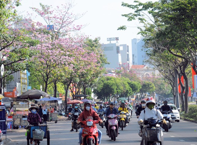 Kỳ lạ hoa kèn hồng nở rực rỡ đúng dịp Tết Nguyên Tiêu ở TPHCM - Ảnh 10.