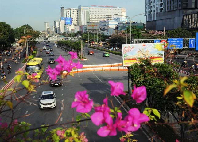 Kỳ lạ hoa kèn hồng nở rực rỡ đúng dịp Tết Nguyên Tiêu ở TPHCM - Ảnh 2.