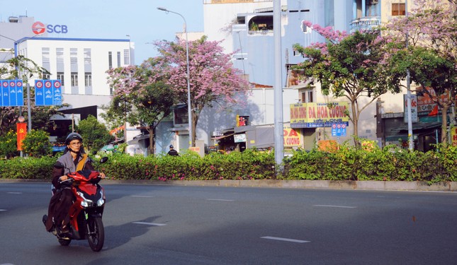 Kỳ lạ hoa kèn hồng nở rực rỡ đúng dịp Tết Nguyên Tiêu ở TPHCM - Ảnh 1.