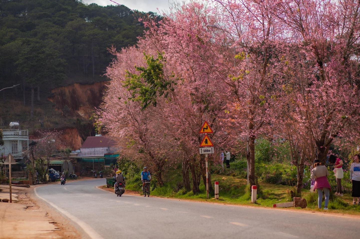 Những điểm du lịch ngắm hoa mai anh đào nên thơ tại các miền - Ảnh 2.