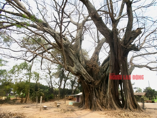 Cây da hơn 350 tuổi ở vùng biên An Giang đang cầu cứu - Ảnh 9.