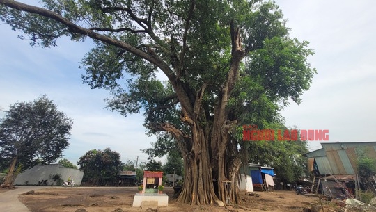 Cây da hơn 350 tuổi ở vùng biên An Giang đang cầu cứu - Ảnh 16.