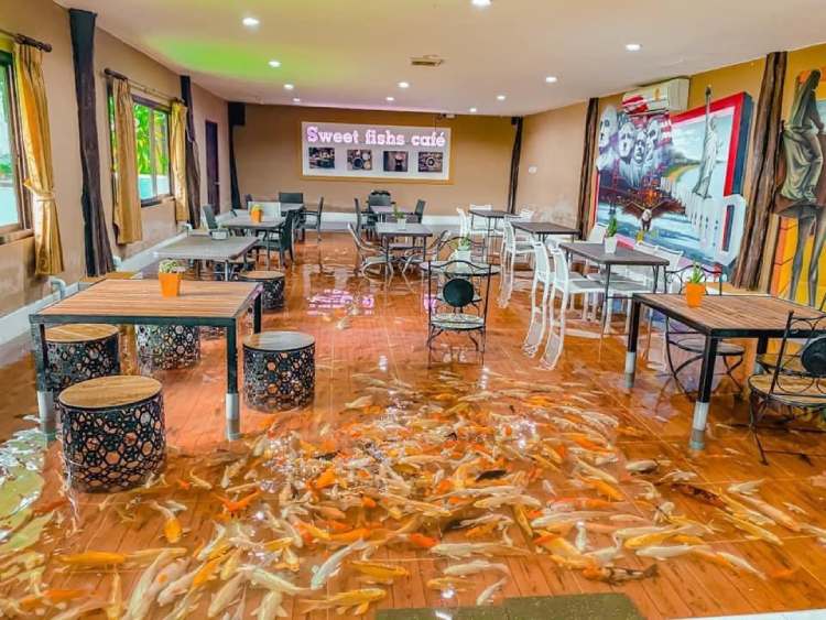 Độc lạ Thái Lan: Quán cafe bơm ngập nước để khách hàng có thể tự do ngâm chân với cá Koi - Ảnh 2.