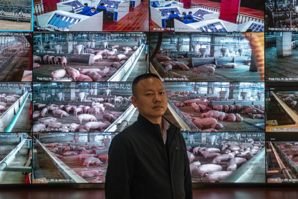 Khan hiếm đất nông nghiệp, Trung Quốc xây 'chung cư' để nuôi lợn với công nghệ tiên tiến, cho ăn cũng bằng dây chuyền hoàn toàn tự động - Ảnh 2.