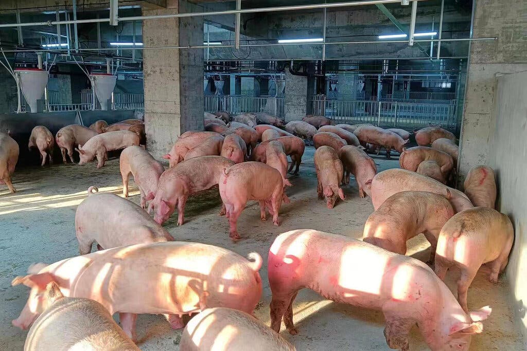 Khan hiếm đất nông nghiệp, Trung Quốc xây 'chung cư' để nuôi lợn với công nghệ tiên tiến, cho ăn cũng bằng dây chuyền hoàn toàn tự động - Ảnh 6.