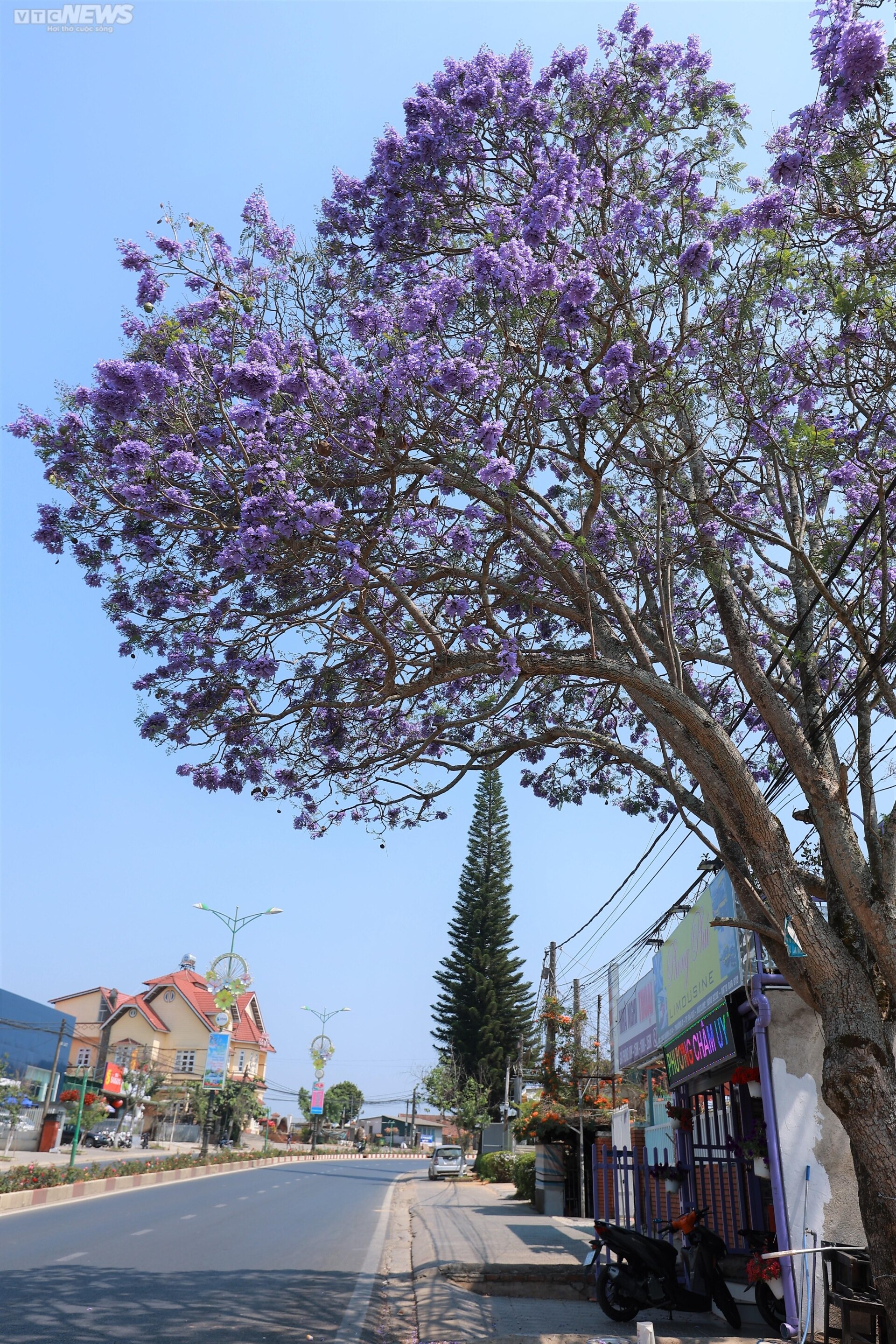 Đà Lạt đẹp mộng mơ mùa hoa phượng tím khoe hương - Ảnh 10.