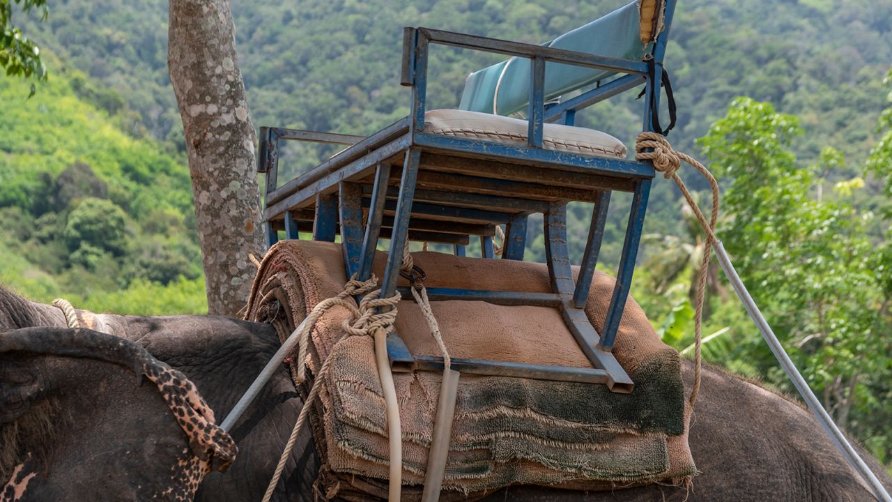 Hình ảnh chú voi bị hủy hoại cột sống phản ánh mặt tối của ngành công nghiệp du lịch - Ảnh 2.