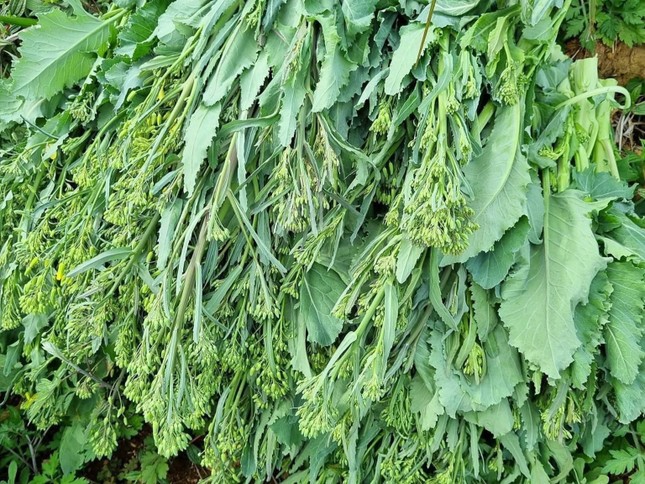 Mầm, lá các loại rau củ trước bỏ đi nay thành đặc sản đắt đỏ - Ảnh 5. Mầm, lá các loại rau củ trước bỏ đi nay thành đặc sản đắt đỏ - Ảnh 5.