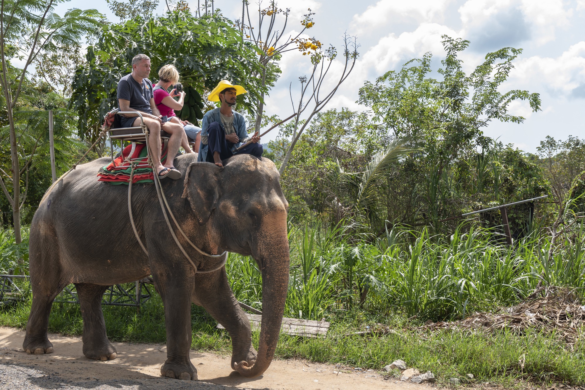 Hình ảnh chú voi bị hủy hoại cột sống phản ánh mặt tối của ngành công nghiệp du lịch - Ảnh 3.
