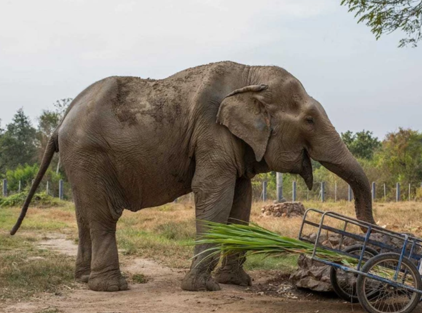 Hình ảnh chú voi bị hủy hoại cột sống phản ánh mặt tối của ngành công nghiệp du lịch - Ảnh 1.