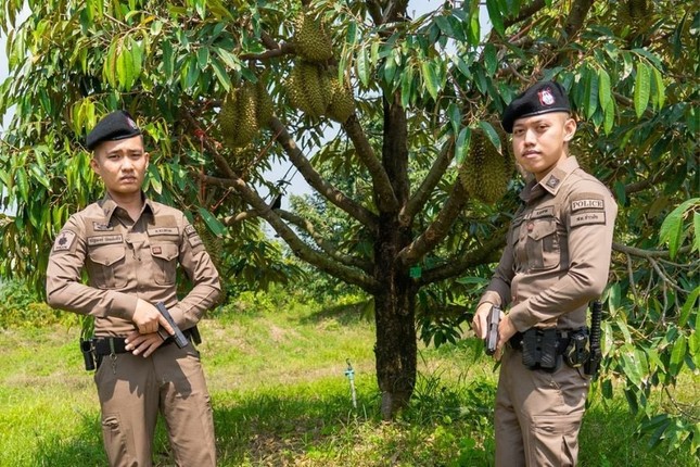 Thái Lan: Cảnh sát triển khai lực lượng bảo vệ sầu riêng chín cây - Ảnh 2.